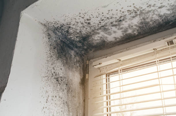 Affordable Attic Mold Remediation solutions in Livingston, TX