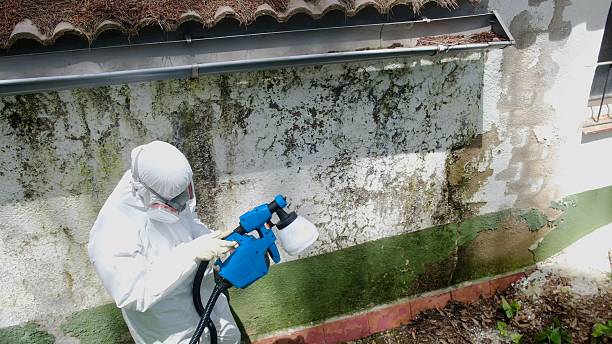 Top rated local Attic Mold Remediation specialists in Livingston, TX